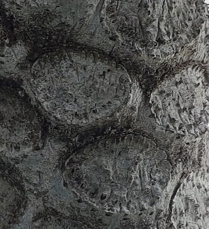 Calvo Déborah-supervision-app